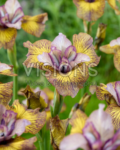 Iris sibirica Follow the Honey