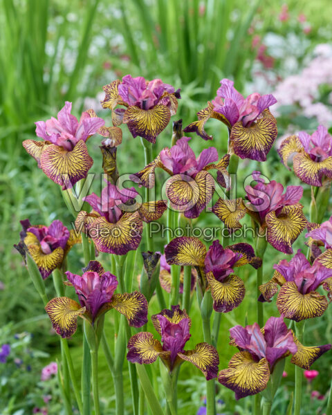 Iris sibirica Juniper Leigh