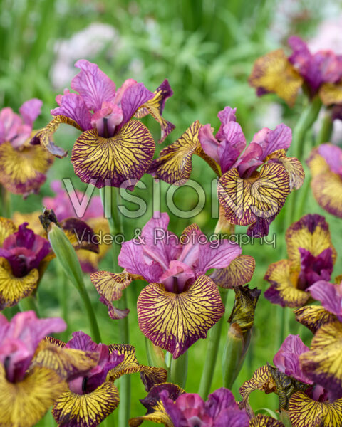 Iris sibirica Juniper Leigh