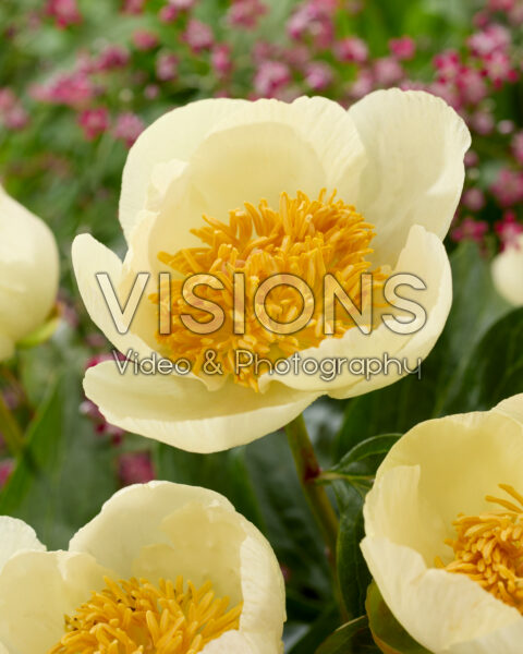 Paeonia Roy Pehrson's Best Yellow Paeonia Roy Pehrson's Best Yellow