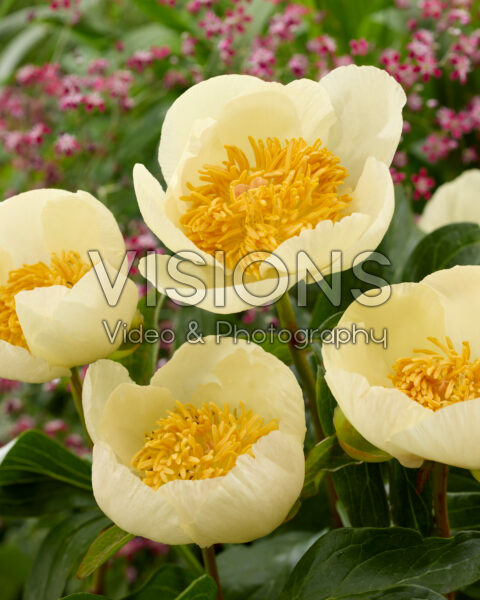 Paeonia Roy Pehrson's Best Yellow