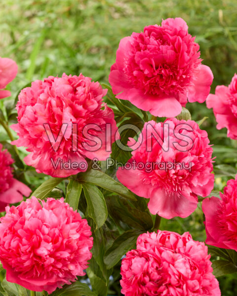 Paeonia Coral Pom Pom Paeonia Coral Pom Pom