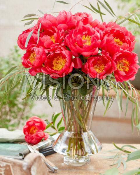 Paeonia Coral Charm bouquet