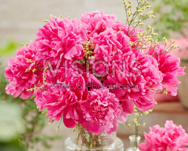 Paeonia Pink Panther boeket Paeonia Pink Panther boeket