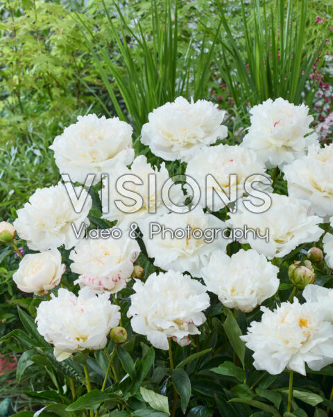 Paeonia Mistress Paeonia Mistress