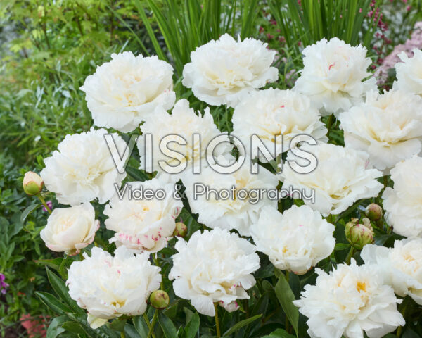 Paeonia Mistress Paeonia Mistress