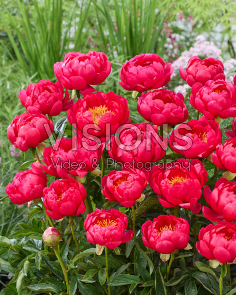 Paeonia Red Coral Charm