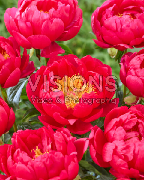 Paeonia Red Coral Charm