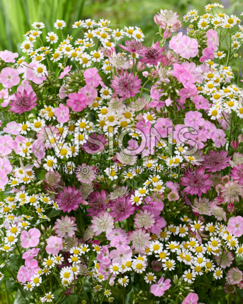 Mixed summer flowers