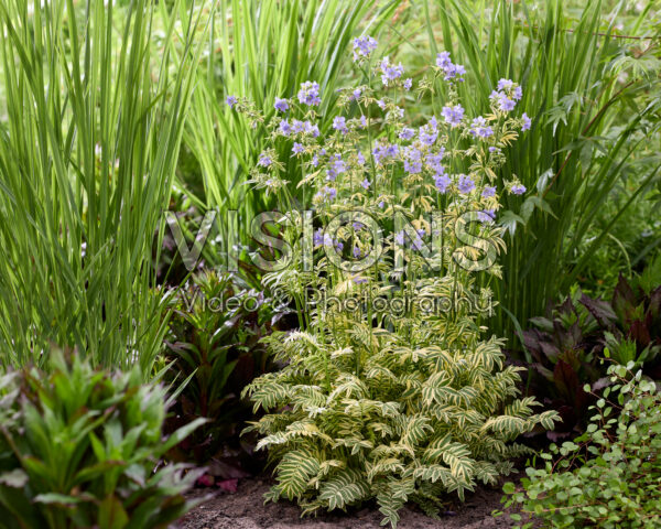 Polemonium caeruleum Brise d'Anjou Polemonium caeruleum Brise d'Anjou