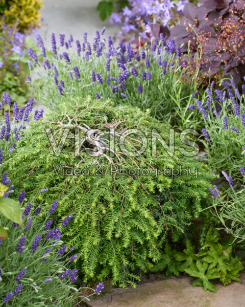Tsuga canadensis Cole's Prostrate Tsuga canadensis Cole's Prostrate