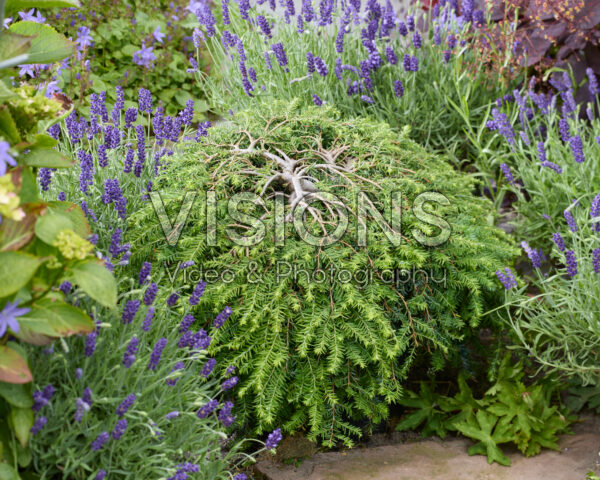 Tsuga canadensis Cole's Prostrate Tsuga canadensis Cole's Prostrate