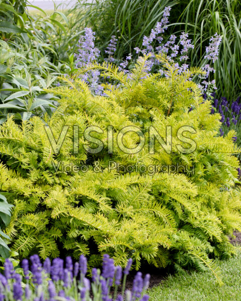Taxus baccata Summergold | Visions Pictures