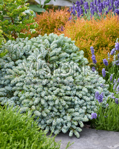 Abies koreana Kohout's Icebreaker Abies koreana Kohout's Icebreaker