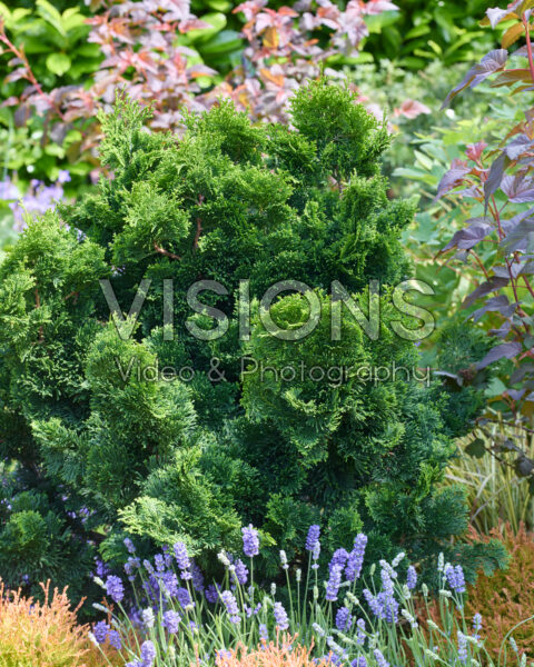 Chamaecyparis obtusa Nana Gracilis Chamaecyparis obtusa Nana Gracilis