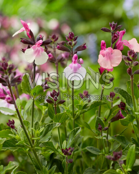 Salvia Melba combination Salvia Melba combination