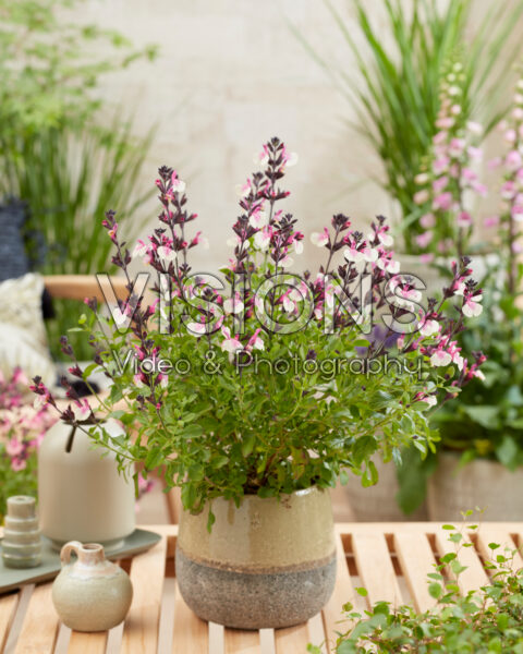 Salvia Raspberry Melba Salvia Raspberry Melba