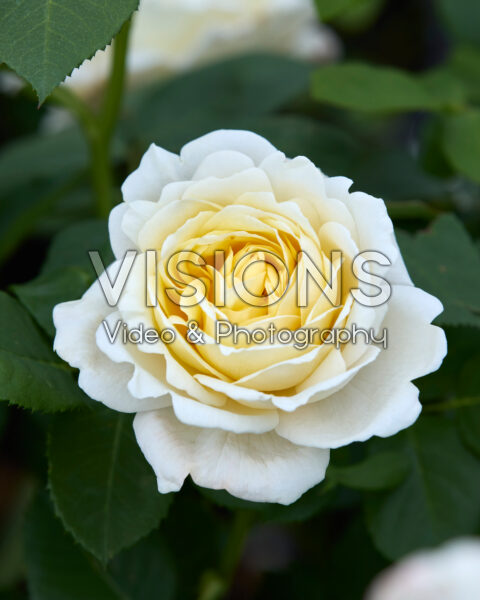 Rosa Nina Renaissance Rosa Nina Renaissance