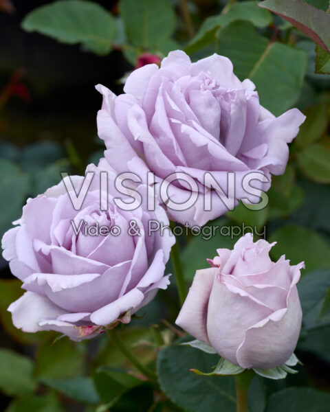 Rosa Sandra Renaissance Rosa Sandra Renaissance
