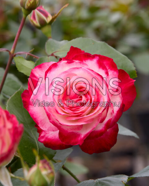 Rosa Jubile du Prince de Monaco Rosa Jubile du Prince de Monaco