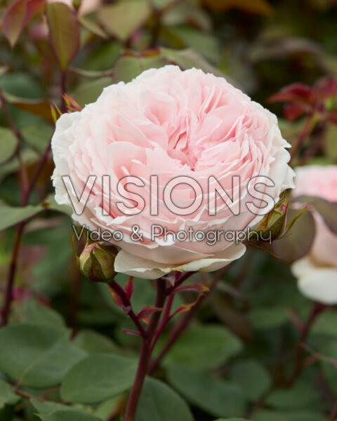 Rosa Märchenzauber Rosa Märchenzauber