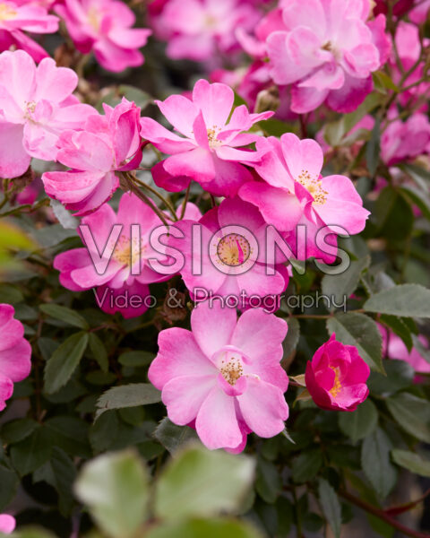Rosa Lavender Dream Rosa Lavender Dream