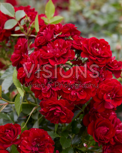 Rosa Red Fairy Rosa Red Fairy