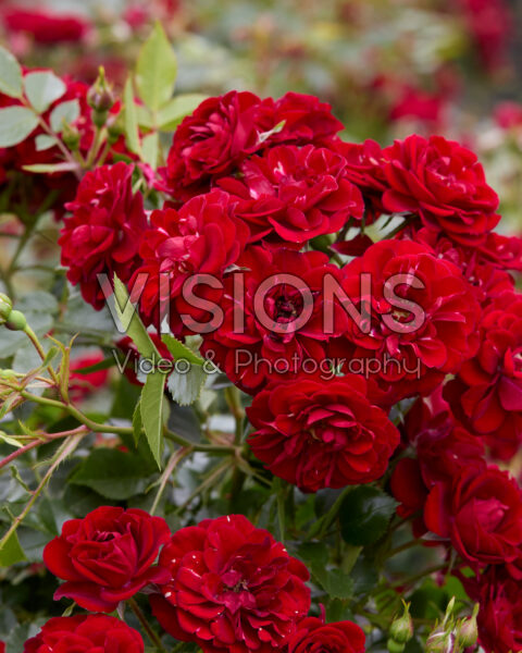 Rosa Red Fairy Rosa Red Fairy