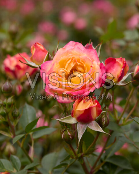 Rosa Little sunset Rosa Little sunset