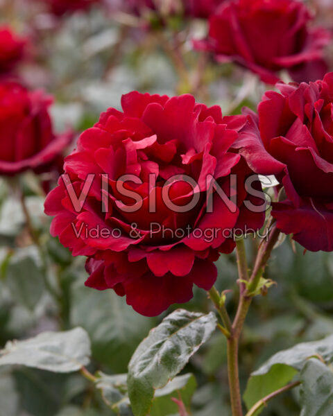 Rosa P.G. Wodehouse Rosa P.G. Wodehouse