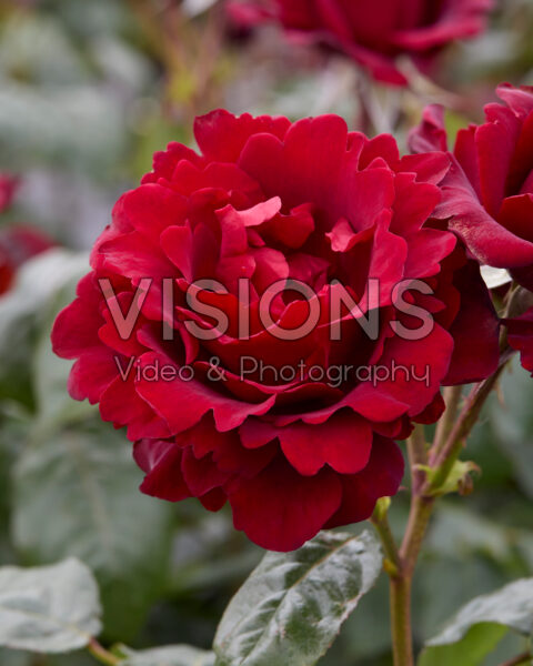 Rosa P.G. Wodehouse Rosa P.G. Wodehouse