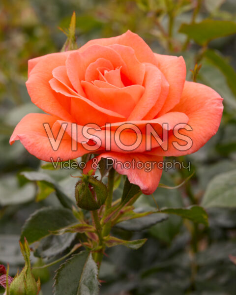 Rosa Betty Harkness Rosa Betty Harkness