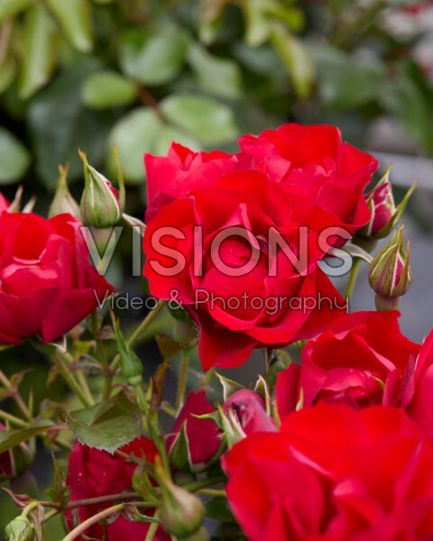 Rosa Black Forest Rose Rosa Black Forest Rose