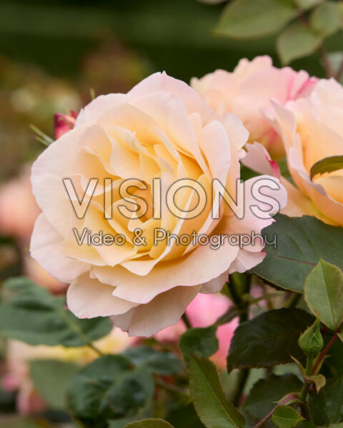 Rosa Apricot Queen Rosa Apricot Queen