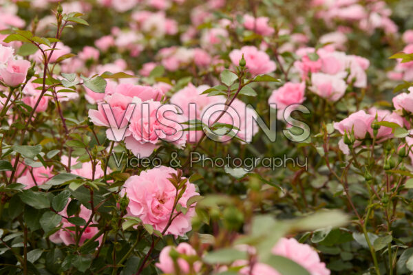 Rosa Bonica 82 Rosa Bonica 82