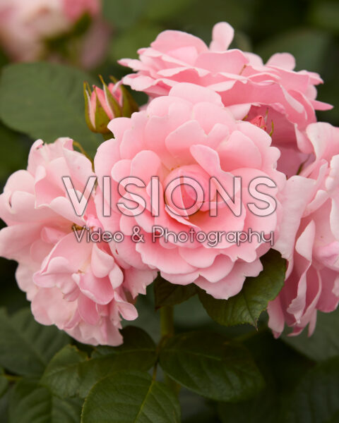 Rosa Astrid Lindgren Rosa Astrid Lindgren