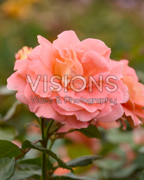 Rosa Bonita Renaissance Rosa Bonita Renaissance