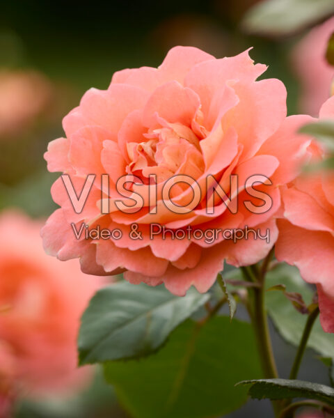 Rosa Bonita Renaissance Rosa Bonita Renaissance