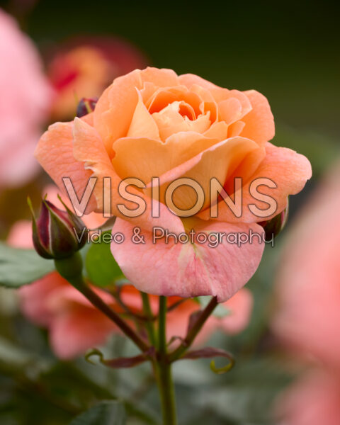 Rosa Bonita Renaissance