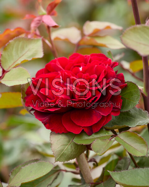 Rosa Nandia Renaissance Rosa Nandia Renaissance