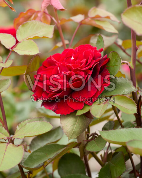 Rosa Nandia Renaissance