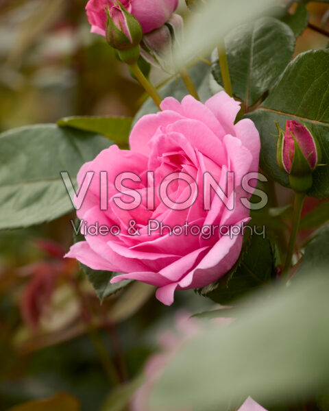 Rosa Ghita Renaissance Rosa Ghita Renaissance