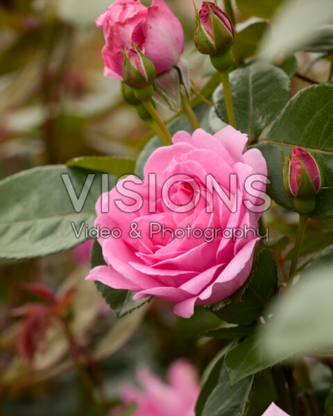 Rosa Ghita Renaissance