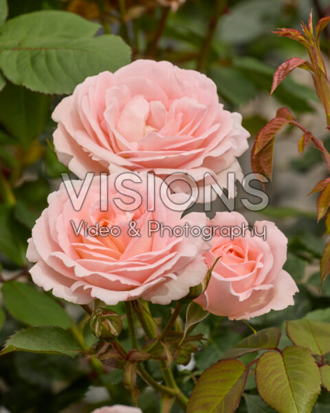Rosa Clair Renaissance Rosa Clair Renaissance