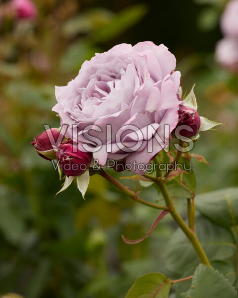 Rosa Novalis Rosa Novalis