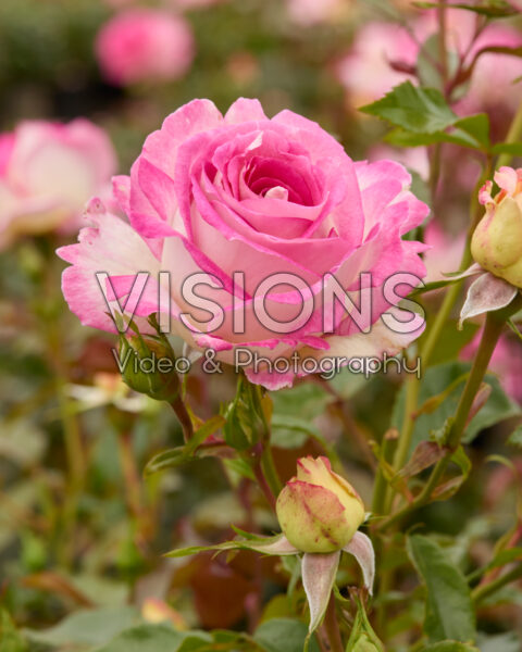 Rosa Sweet Delight Rosa Sweet Delight