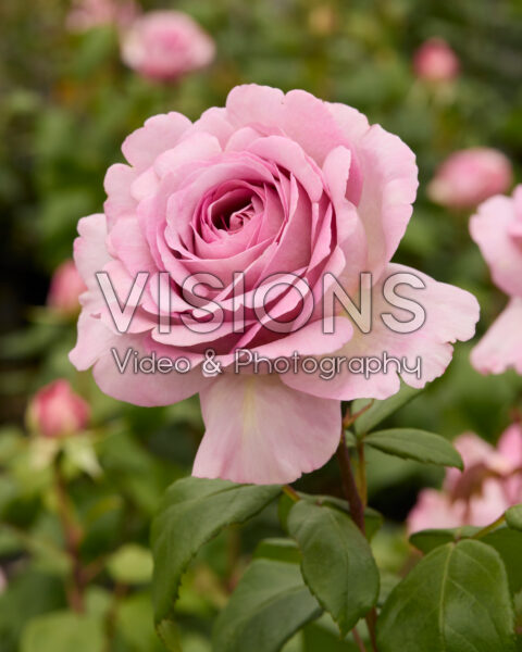 Rosa The Pride Rosa The Pride