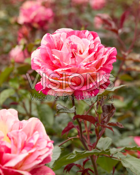 Rosa Broceliande Rosa Broceliande