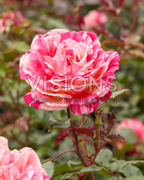 Rosa Broceliande