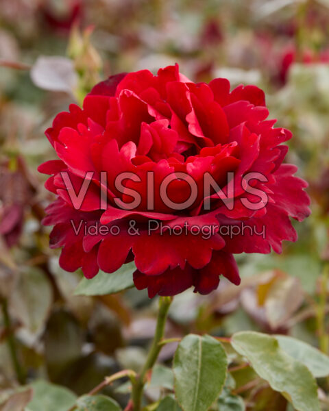 Rosa P.G. Wodehouse Rosa P.G. Wodehouse